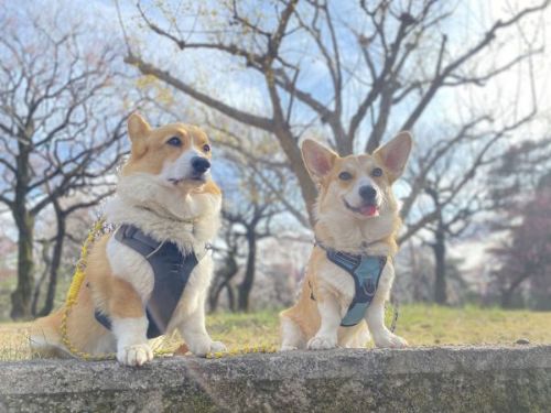 firstcorgi
