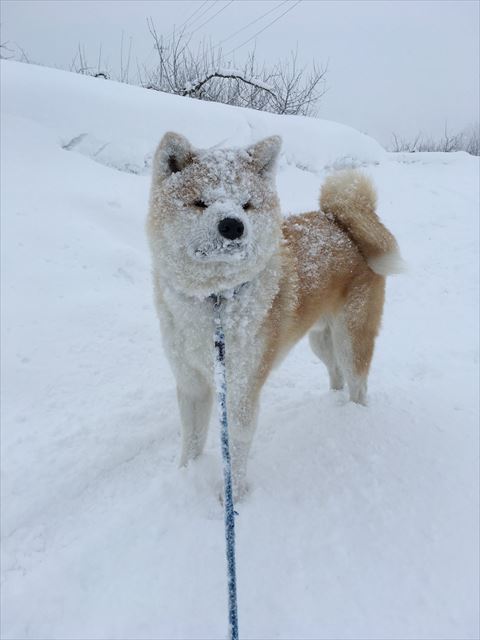 犬
