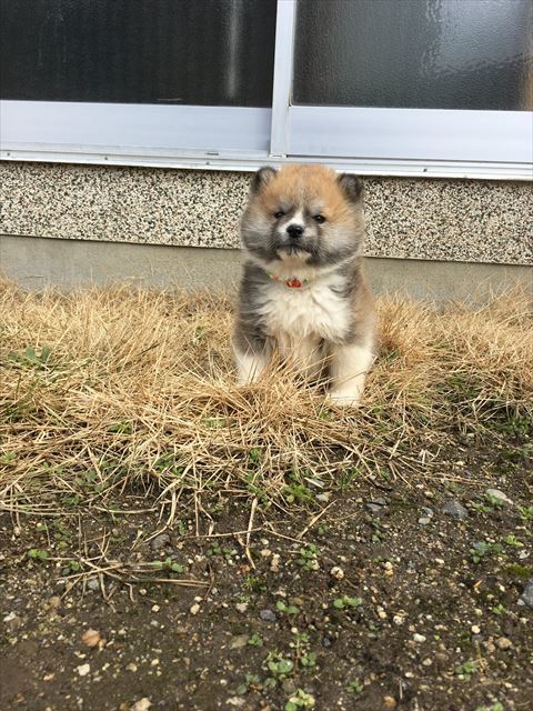 犬