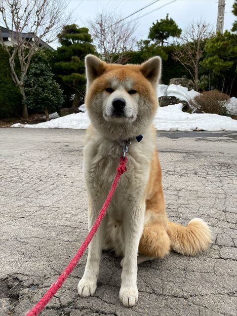 犬