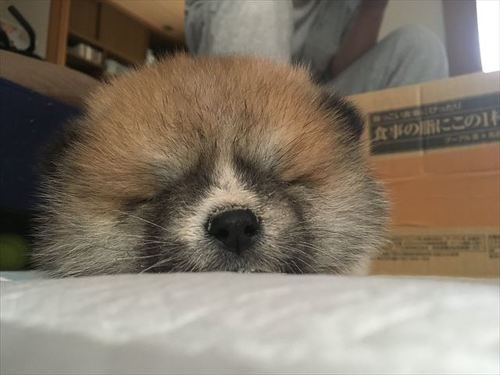 犬