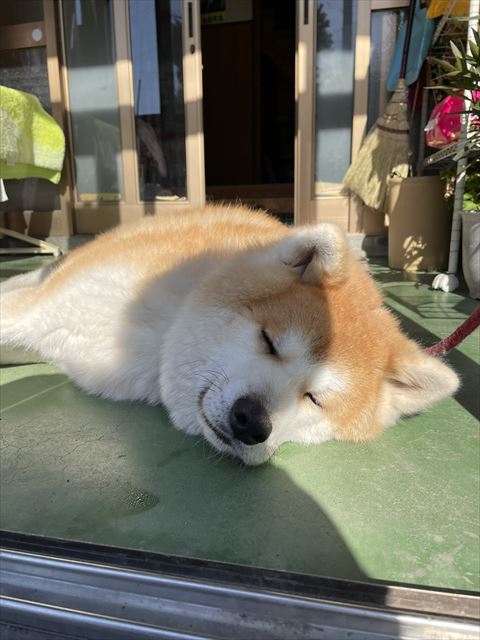 犬