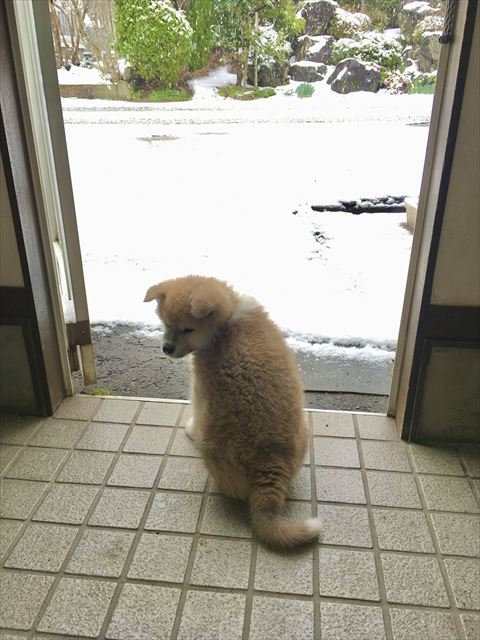 犬