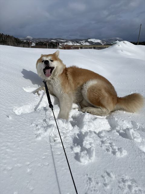 犬