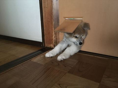 犬