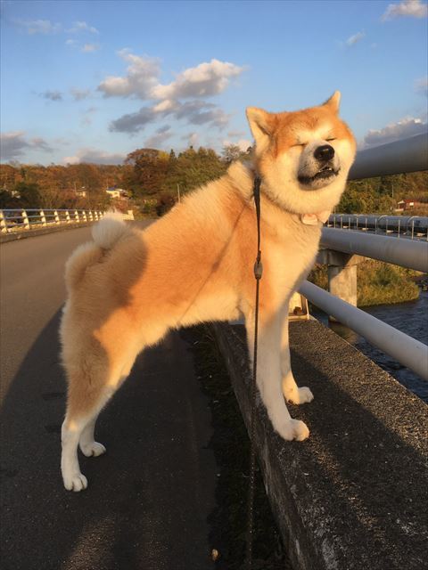 犬