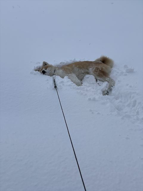 犬
