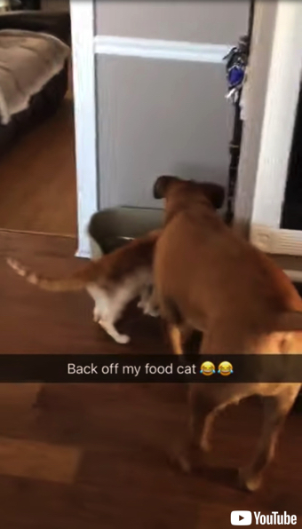 盗み食いをやめさせるワンコ