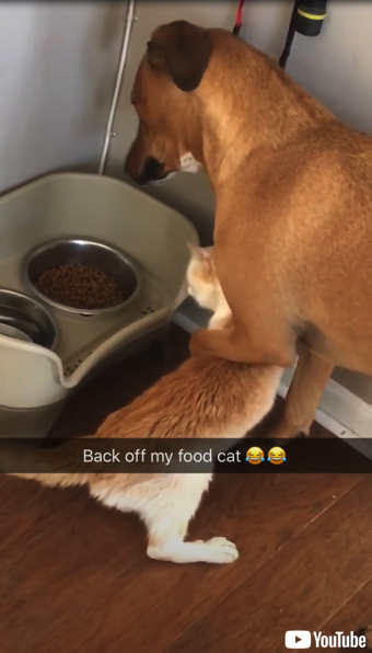 盗み食いをやめさせるワンコ