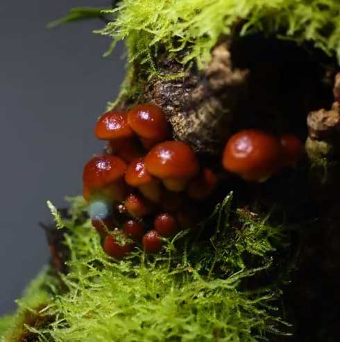 きのこリウム 笠を開いた なめこ 立派 キノコ 盆栽