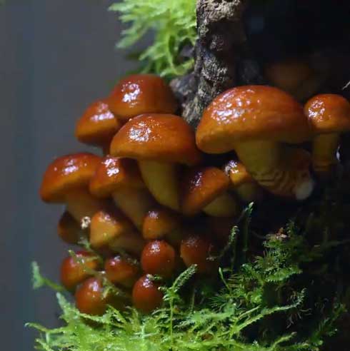 きのこリウム 笠を開いた なめこ 立派 キノコ 盆栽