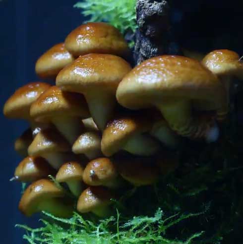 きのこリウム 笠を開いた なめこ 立派 キノコ 盆栽