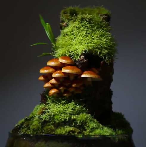 きのこリウム 笠を開いた なめこ 立派 キノコ 盆栽