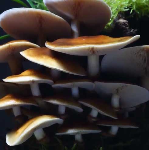 きのこリウム 笠を開いた なめこ 立派 キノコ 盆栽