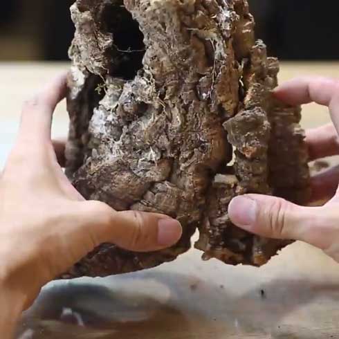 きのこリウム 笠を開いた なめこ 立派 キノコ 盆栽