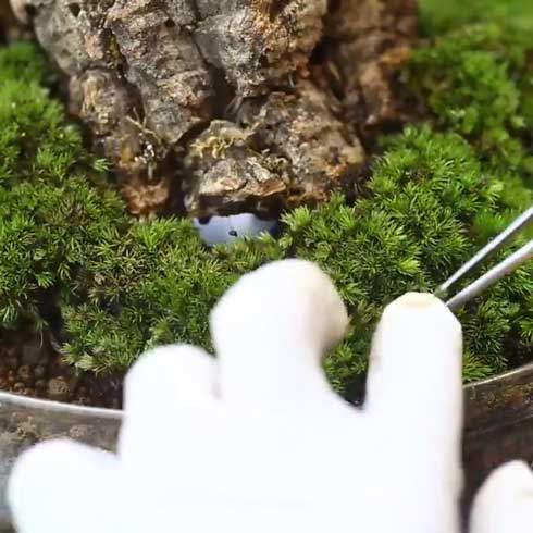 きのこリウム 笠を開いた なめこ 立派 キノコ 盆栽