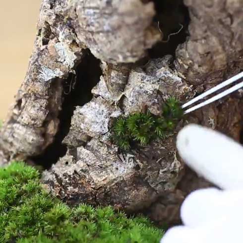 きのこリウム 笠を開いた なめこ 立派 キノコ 盆栽