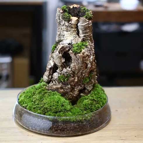 きのこリウム 笠を開いた なめこ 立派 キノコ 盆栽