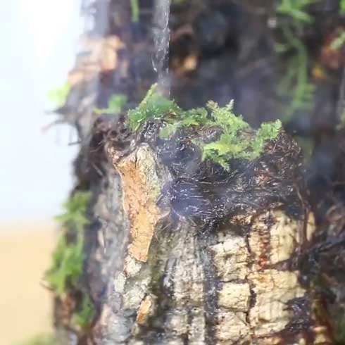 きのこリウム 笠を開いた なめこ 立派 キノコ 盆栽