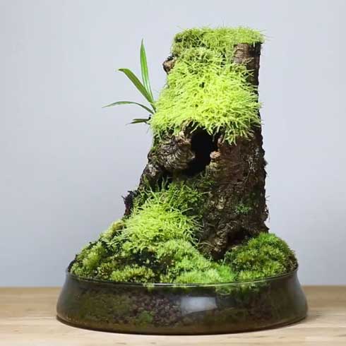 きのこリウム 笠を開いた なめこ 立派 キノコ 盆栽