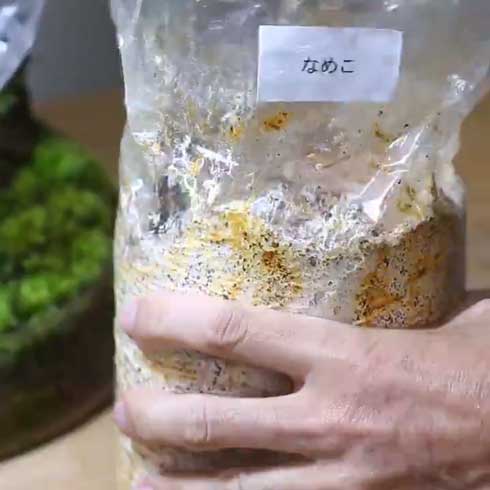 きのこリウム 笠を開いた なめこ 立派 キノコ 盆栽