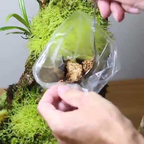 きのこリウム 笠を開いた なめこ 立派 キノコ 盆栽