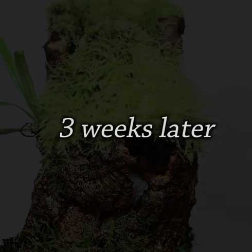 きのこリウム 笠を開いた なめこ 立派 キノコ 盆栽