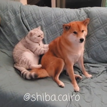 マッサージするネコちゃんとされるわんこ