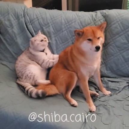 マッサージするネコちゃんとされるわんこ