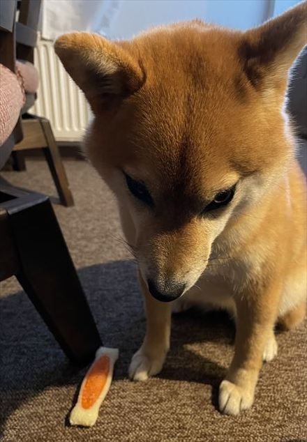 犬