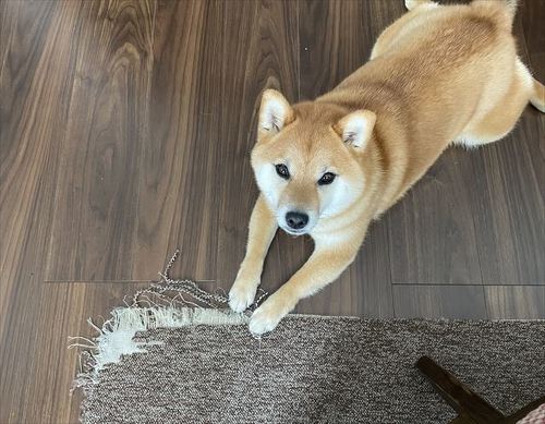 犬