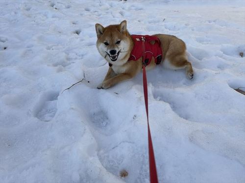 犬