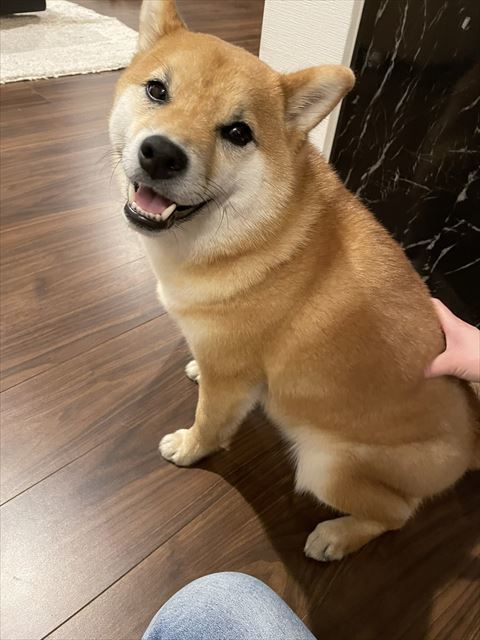 犬