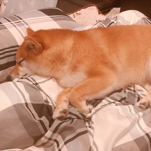 犬