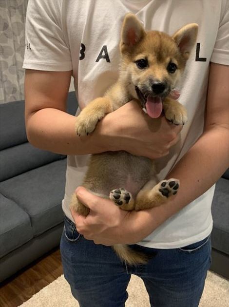 犬