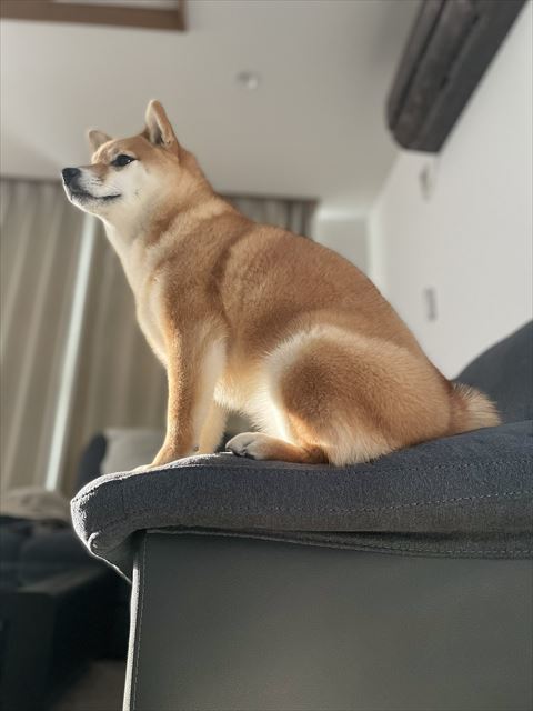 犬