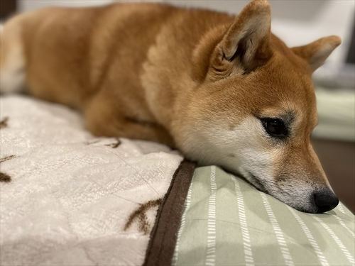 犬