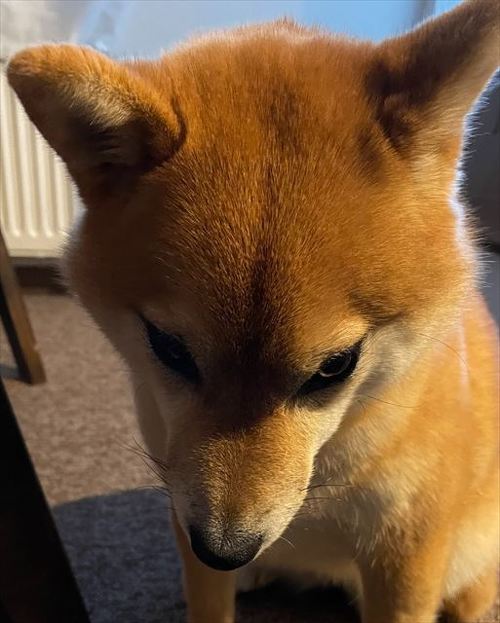 犬