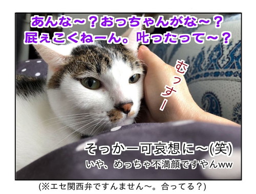 コタツから出てくるまるまるちゃん