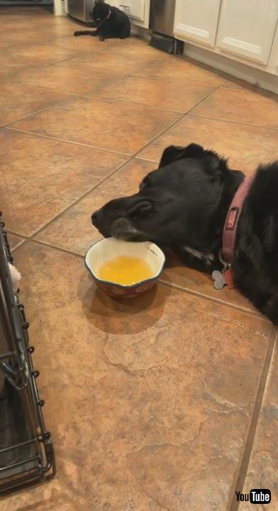 「When The Soup Starts Tasting Like a Nap || ViralHog」