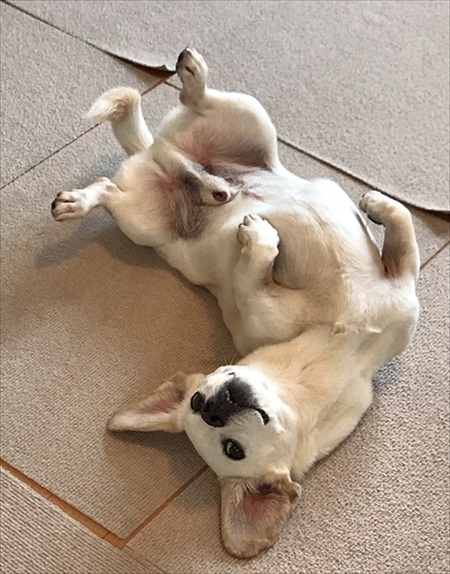 震災ではぐれたワンコ