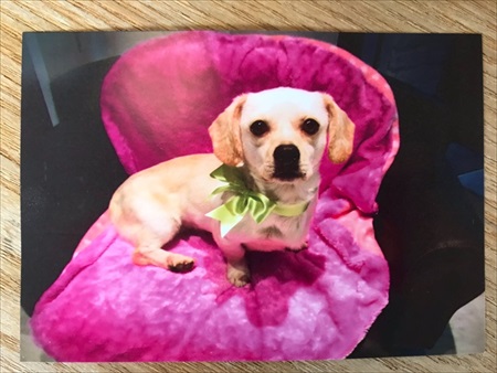 飼い主さんとはぐれたワンちゃん