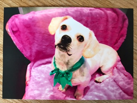 飼い主さんとはぐれたワンちゃん