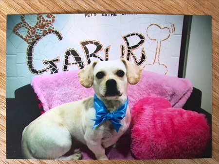 飼い主さんとはぐれたワンちゃん