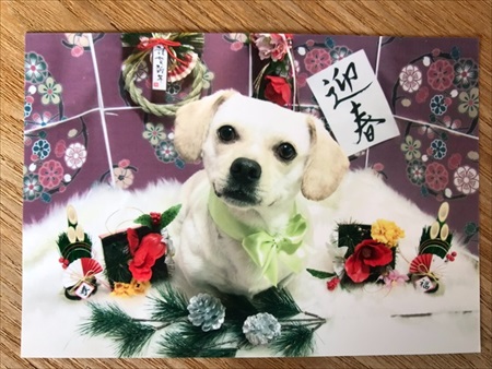 飼い主さんとはぐれたワンちゃん