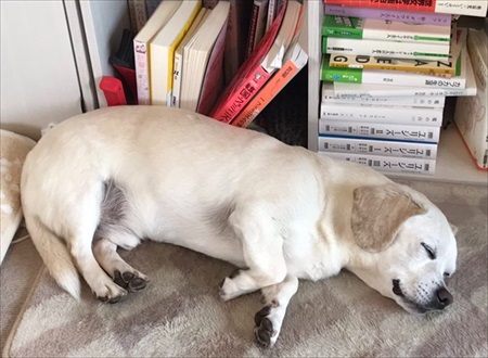 飼い主さんとはぐれたワンちゃん