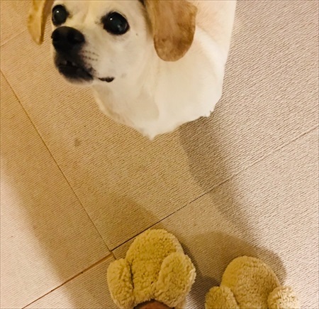 飼い主さんとはぐれたワンちゃん