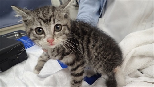 ちよだニャンとなる会