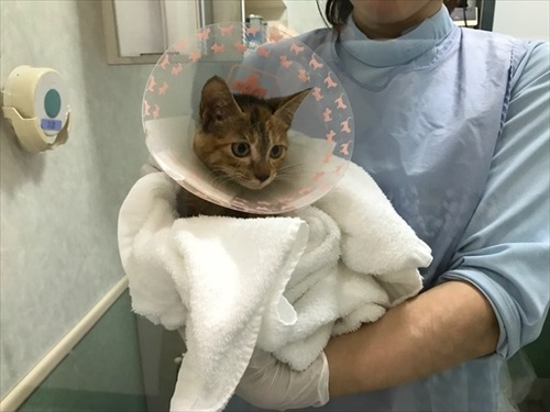 ちよだニャンとなる会