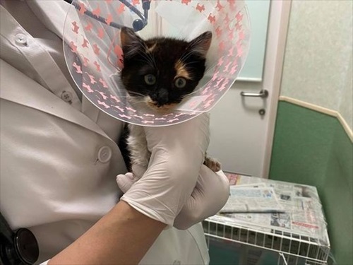 ちよだニャンとなる会